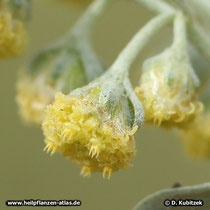 Wermut (Artemisia absinthium), Bütenstand (Blütenkörbchen)
