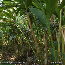 Kardamom (Malabar-Kardamome, Elettaria cardamomum)