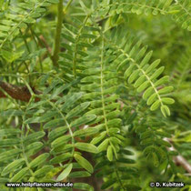Seyal-Gummi-Akazie (Acacia seyal), Blätter