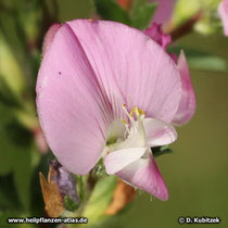 Hauhechel (Dornige Hauhechel, Ononis spinosa)