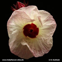 Hibiscus (Hibiscus sabdariffa), Blüte