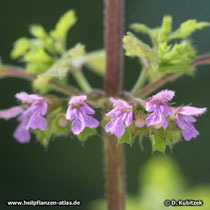 Schwarznessel (Ballota  nigra)