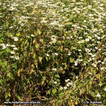 Mutterkraut (Tanacetum parthenium), Wuchsform