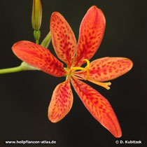 Leopardenblume (Iris domestica, synonym: Belamcanda chinensis), Blüte