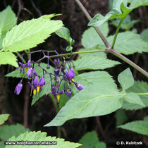 Bittersüßer Nachtschatten (Solanum dulcamara), Standort im Wald