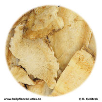 Angelica-dahurica-Wurzel (Angelicae dahuricae radix). TCM-Name: Baizhi (Bai Zhi).