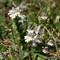 Großer Augentrost (Euphrasia officinalis), Wuchsform