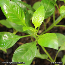 Guarana (Paullinia cupana), Spross