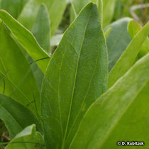 Arnika (Arnica montana) Blatt der grundständigen Rosette im Frühjahr