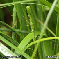 Anemarrhena asphodeloides, ein Blütenstand entwickelt sich