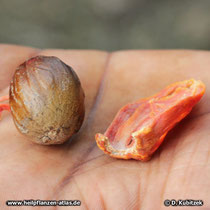 Der Samenkern ("Muskatnuss") befindet sich in der harten Samenschale (Myristica fragrans)