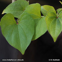 Yamswurzel (Dioscorea oppositifolia)