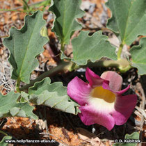 Trichterförmige, intensiv rosafarbene Blüte der Teufelskralle (Harpagophytum zeyheri).