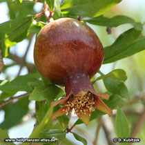 Granatapfel (Punica granatum)