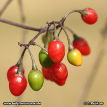 Bittersüßer Nachtschatten (Solanum dulcamara), Früchte