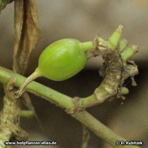 Kardamom (Malabar-Kardamome, Elettaria cardamomum)