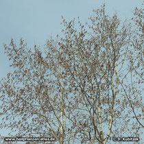 Zitter-Pappel (Populus Tremula), Zweig mit vielen blühenden männlichen Blütenkätzchen