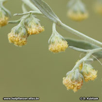 Wermut (Artemisia absinthium)