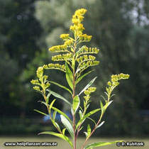 Goldrute (Solidago gingantea, Solidago canadensis)