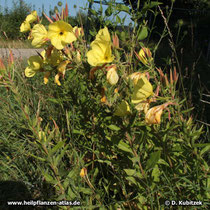 Rotkelchige Nachtkerze (Oenothera glazioviana, synonym Oenothera lamarckiana), Wuchsform