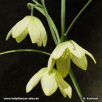 Zhekiang-Fritillaria (Fritillaria thunbergii)