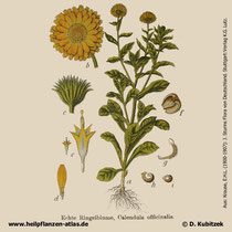 Garten-Ringelblume, Calendula officinalis, Historisches Bild