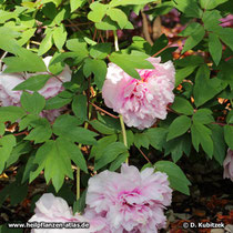 Strauchpäonie (Paeonia x suffruticos), blühend