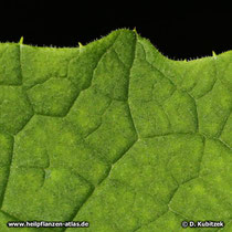 Himalayascharte (Saussurea costus), Blatt Oberseite