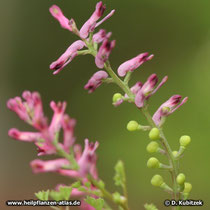 Erdrauch (Gewoehnlicher Erdrauch, Fumaria officinalis)