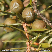 Gewöhnlicher Wacholder (Juniperus communis), "Beeren"