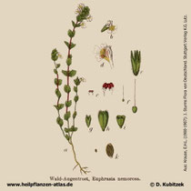 Augentrost (Euphrasia officinalis), Historische Grafik