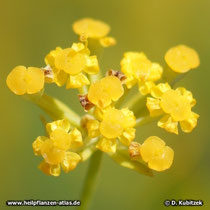 Chinesisches Hasenohr (Bupleurum chinense) Blüten