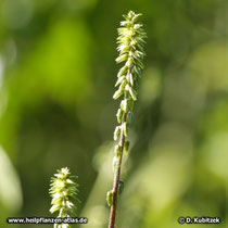 Achyranthes (Achyranthes bidentata): Die Früchte sind nach unten gerichtet