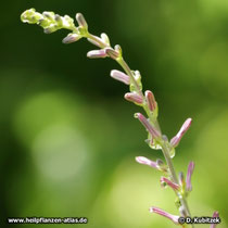 Anemarrhena asphodeloides, Bütenstand