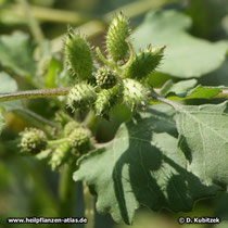 Sibirische Spitzklette (Xanthium strumarium ssp. sibiricum)
