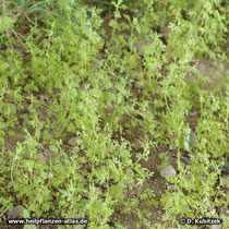 Einjähriger Beifuß (Artemisia annua) ist eine einjährige Pflanze. Hier hat er sich ausgesät und treibt im Sommer junge Pflanzen aus.