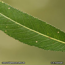 Bruch-Weide (Salix fragilis), Blatt Oberseite