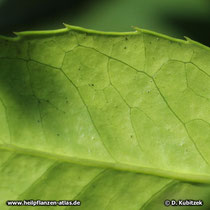 Mate-Strauch (Ilex paraguariensis), Blatt Unterseite