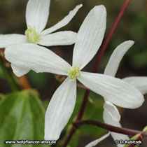 Armands Waldrebe (Clematis armandii)
