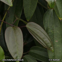 Armands Waldrebe (Clematis armandii) Blätter
