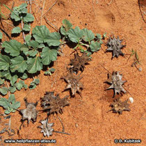 Teufelskralle (Harpagophytum zeyheri)