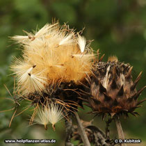 Artischocke (Cynara cardunculus), Fruchtstand