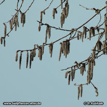 Zitter-Pappel (Populus tremula), Zweig mit blühenden männlichen Blütenkätzchen