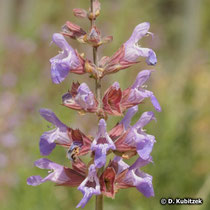 Echter Salbei (Salvia officinalis), Blütenstand