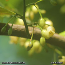 Muskatnussbaum (Myristica fragrans), Blüten