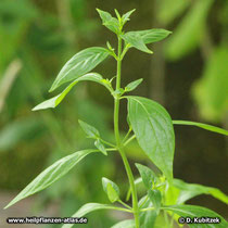 Andrographiskraut (Andrographis paniculata) wächst aufrecht und verzweigt.