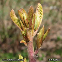 Amerikanischer Faulbaum (Rhamnus purshiana), Blattaustrieb im Frühjahr