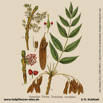 Gewöhnliche Esche; Fraxinus excelsior; Historisches Bild