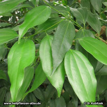 Zimtkassie (Cinnamomum cassia)