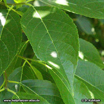 Chinesischer Guttaperchabaum (Eucommia ulmoides), Blatt